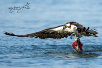 Osprey & Kingfishers