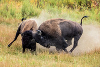 Bison (Buffalo)