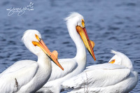 Swans & Pelicans