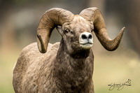Bighorn Sheep and Mountain Goats