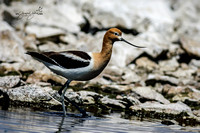 Other Wading & Shore birds