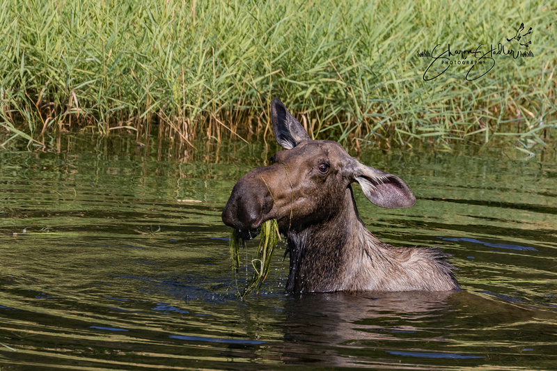Cow Moose in pond ~ Idaho