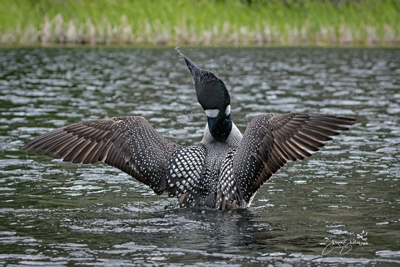 Common Loon male