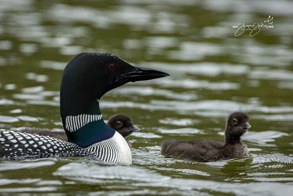 Common Loon female with chicks