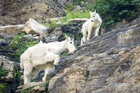 Mountain Goat doe & kid, Glacier NP