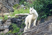 Mountain Goat kid, Glacier NP