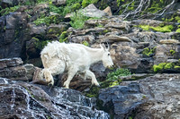 Mountain Goat doe, Glacier NP