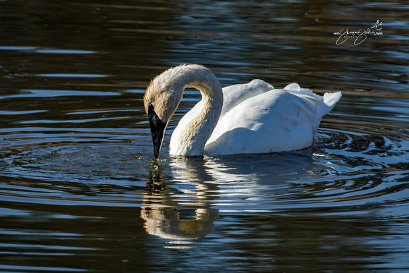 Trumpeter Swan - Turnbull NWR