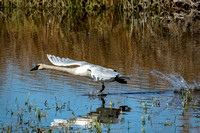 Trumpeter Swan - Turnbull NWR