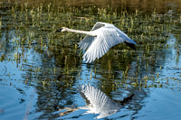 Trumpeter Swan - Turnbull NWR