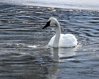 Trumpeter Swan - YNP