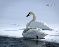 Trumpeter Swan - YNP