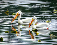 American White Pelican - North Idaho