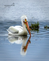 American White Pelican - North Idaho