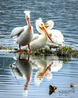 American White Pelican - North Idaho