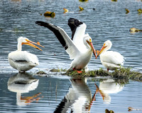 American White Pelican - North Idaho