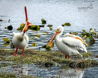 American White Pelican - North Idaho