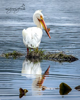 American White Pelican - North Idaho