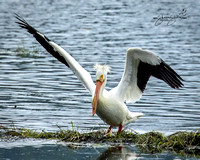 American White Pelican - North Idaho