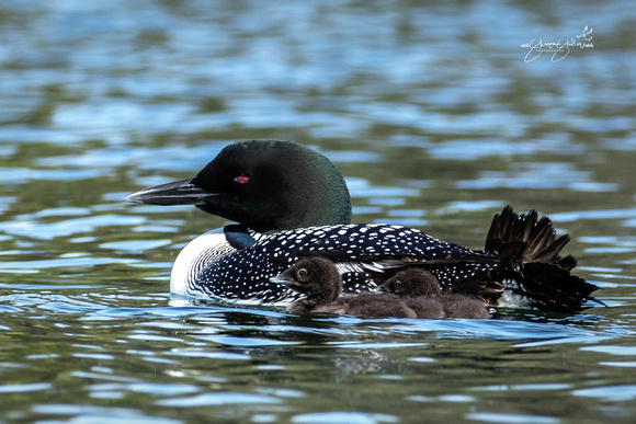Female Loon with chicks