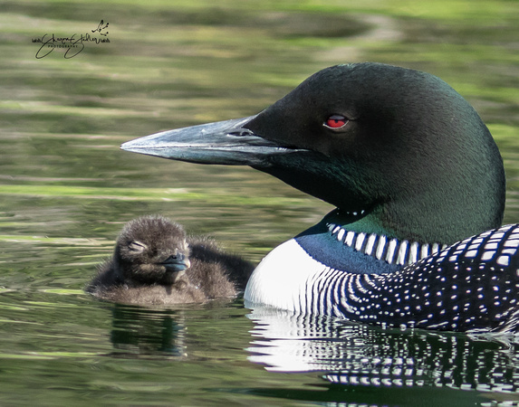 Female Loon with chick