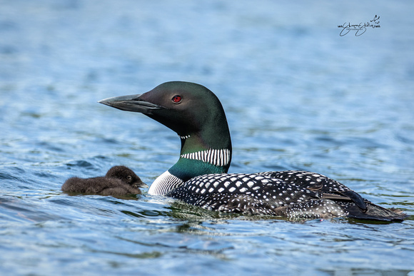 Adult Loon with chick