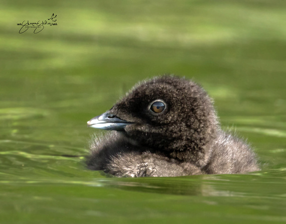 One week old Loon chick