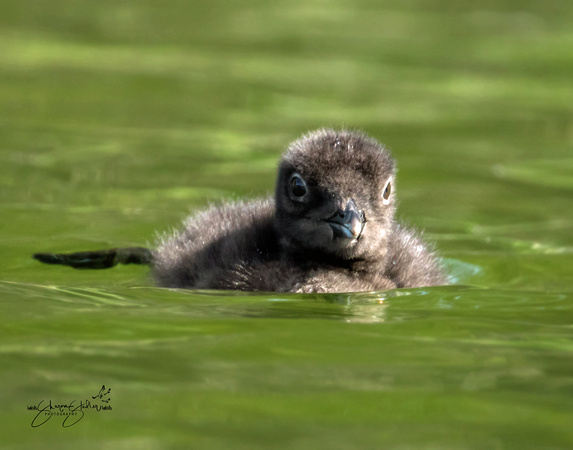 One week old Loon chick
