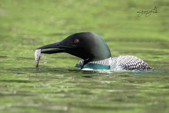 Male Loon with fish for chicks
