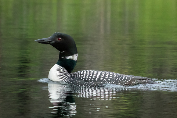 Male Common Loon