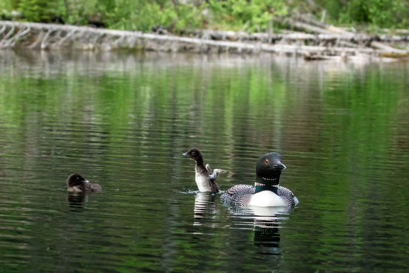 Female Loon with chicks