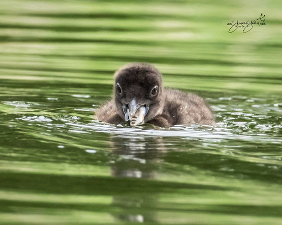 One week old Loon chick eating fish