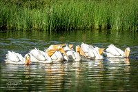 AWP feeding - Turnbull NWR