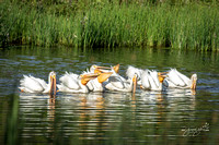 AWP feeding - Turnbull NWR