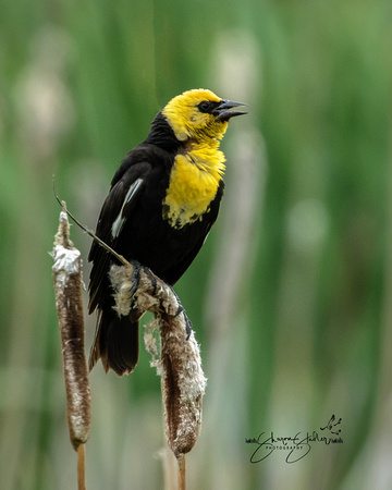 Yellow Headed Blackbird male