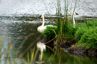 Trumpeter Swans - Turnbull NWR