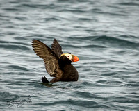 Tufted Puffin - Discovery Bay by Protection Island, WA