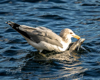 Seagull With  Kokanee Salmon