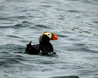Tufted Puffin - Discovery Bay by Protection Island, WA