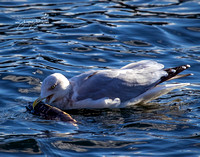 Seagull With  Kokanee Salmon