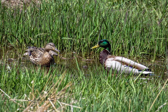 Mallard Drake & Hen