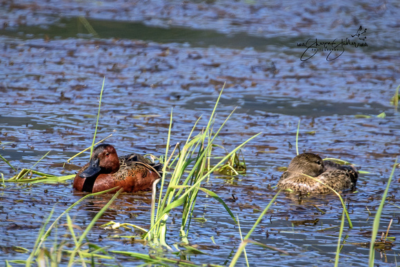 Male & Female Cinnamon Teals