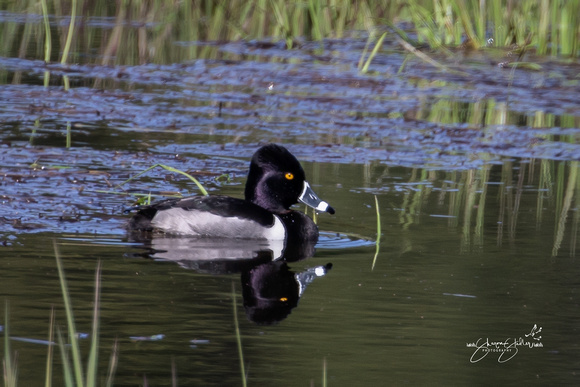 Male Ringneck Duck