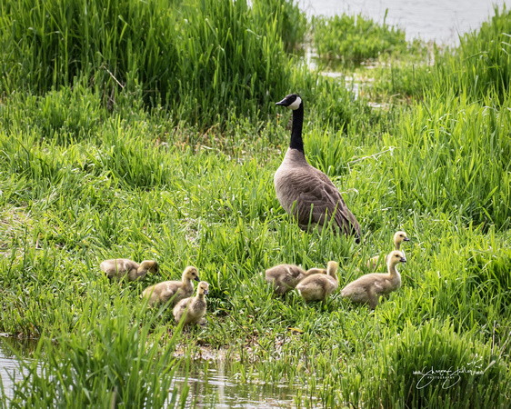 Canada Goose & goslings