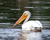 American White Pelican - TNWR