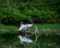 Trumpeter Swan - Turnbull NWR