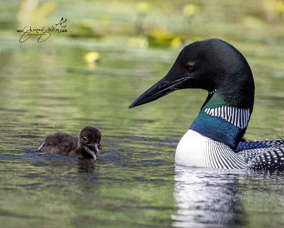 Common Loons with 2 day old chicks