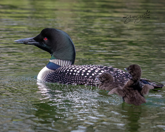 Common Loons with 2 day old chicks