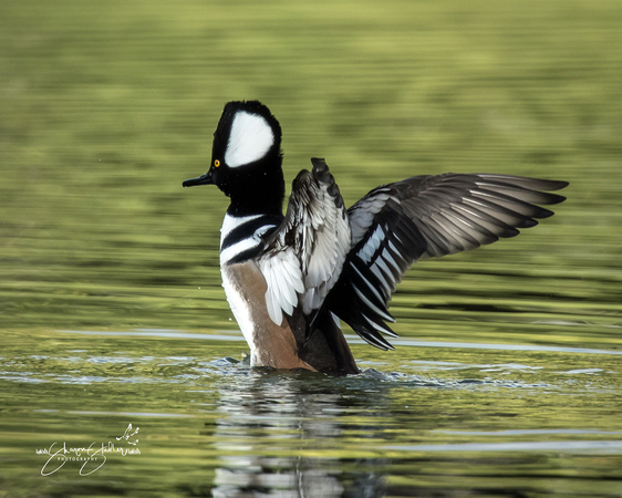 Male Hooded Merganser