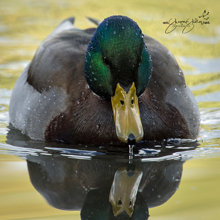 Mallard Drake